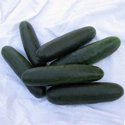 Cucumber SV4719CS F1 Seed Seeds