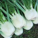 Fennel Preludio F1 Organic Seed