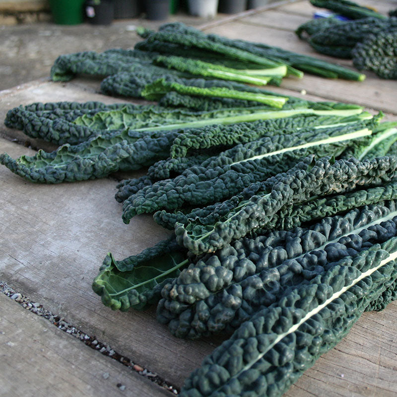 Kale Black Magic Seed Seeds