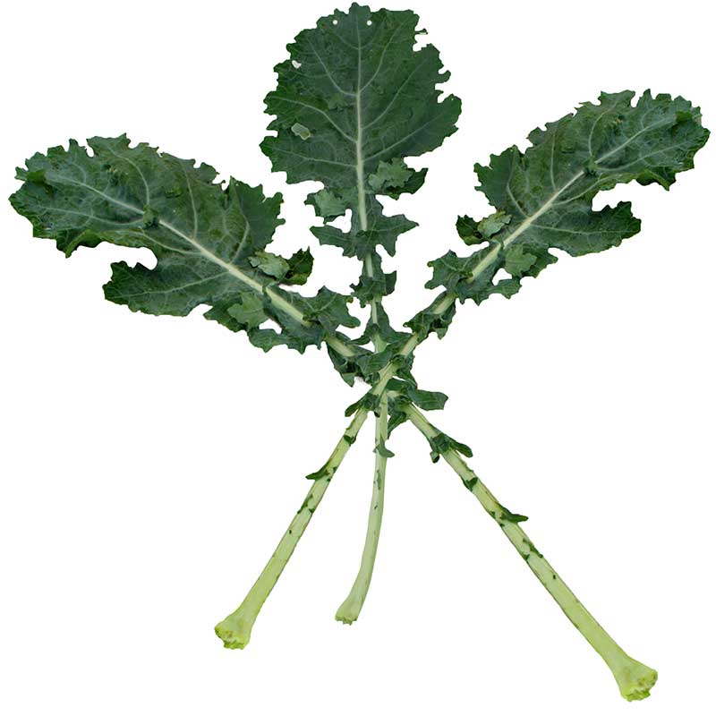 Kale White Russian Seed Seeds