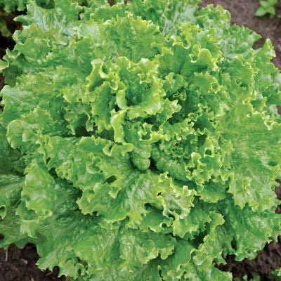 Lettuce Bergam's Green MTO Seeds