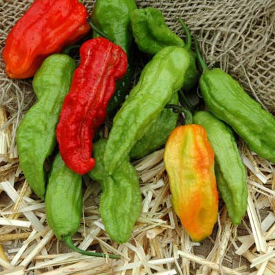 Pepper Ghost Pepper Multi-Colored Seed Seeds