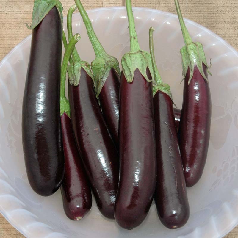 Eggplant Hansel F1 Seed Seeds