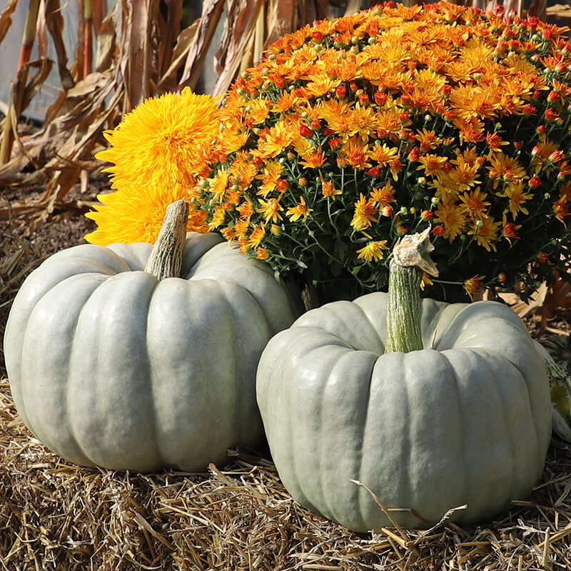 Pumpkin Blue Doll F1 Seed Seeds