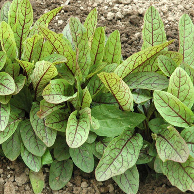 Sorrel Blood-Veined Seed Seeds