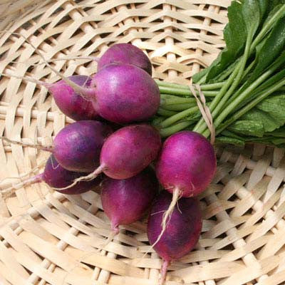 Radish Amethyst Seed Seeds