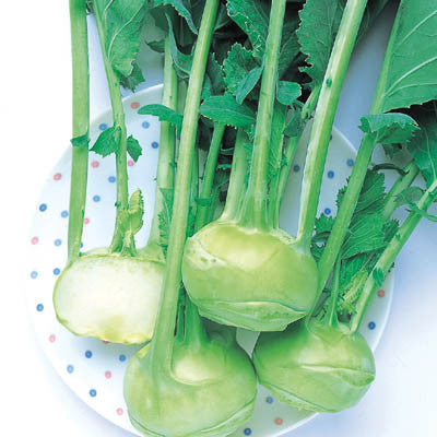 Kohlrabi Winner F1 Seed Seeds