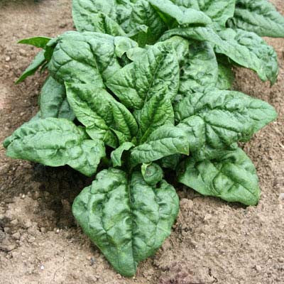 Spinach SV2157VB F1 Seed Seeds