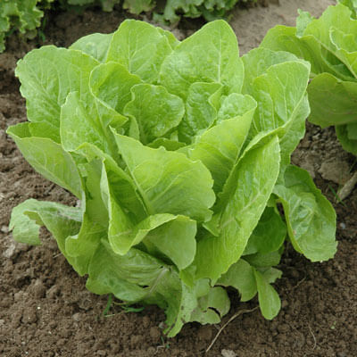 Lettuce Super Jericho MTO Seed Seeds