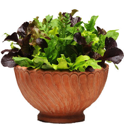 Simply Salad Alfresco Mix Seed Seeds