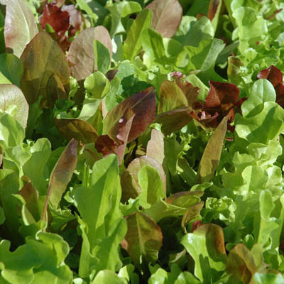 Lettuce Harris' Blend Seed Seeds