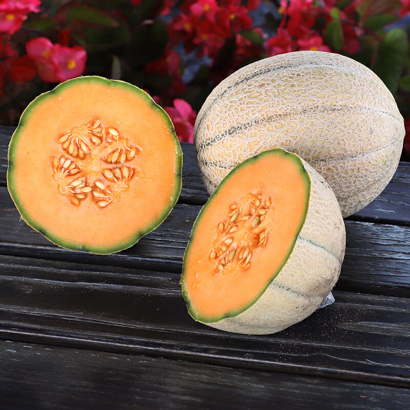 Melon Wrangler F1 Seed Seeds