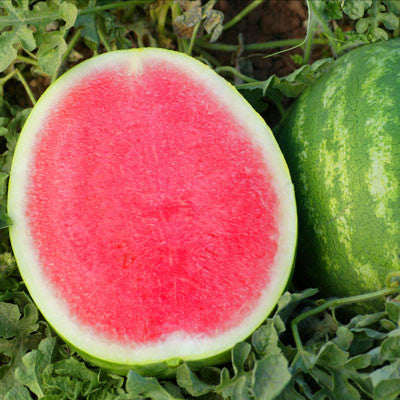 Watermelon Crunchy Red F1 Seed Seeds