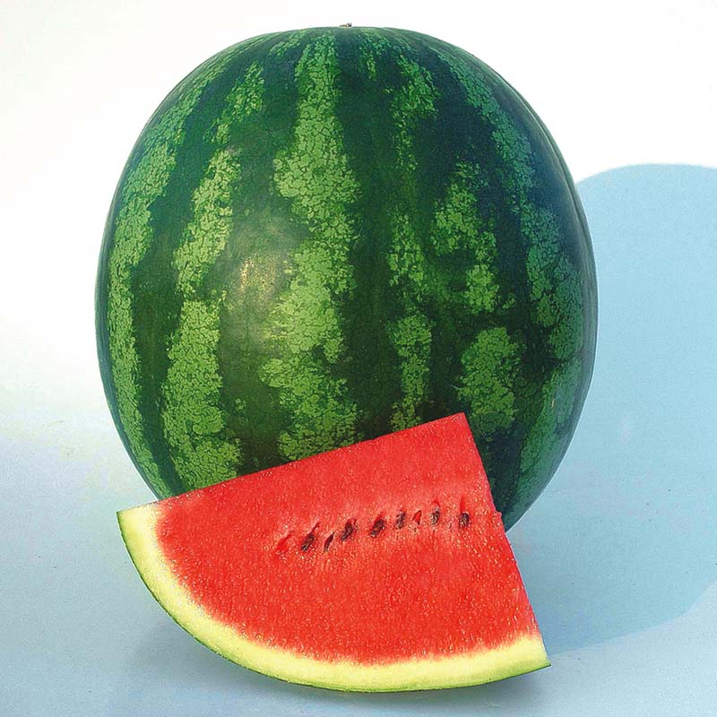 Watermelon Shiny Boy F1 Seed Seeds