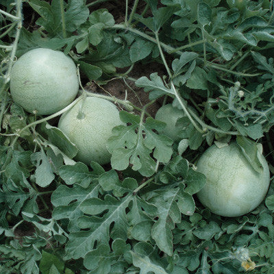 Watermelon Accomplice Seed Seeds