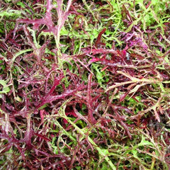 Mustard Red Streaked Mizuna Seed