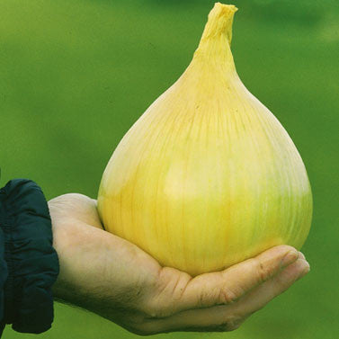 Onion Ailsa Craig