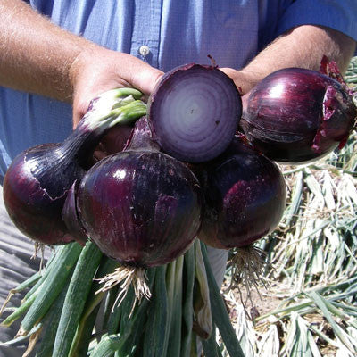 Onion Red Defender F1 Seed Seeds