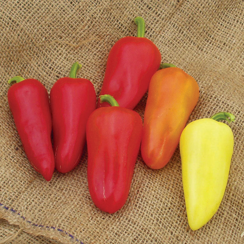 Pepper Mariachi F1 Seed Seeds