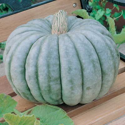 Pumpkin Jarrahdale Seed Seeds