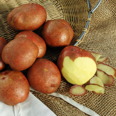 Potato Red Gold