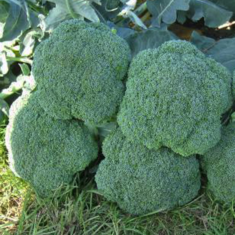 Broccoli Luna F1 Seed Seeds