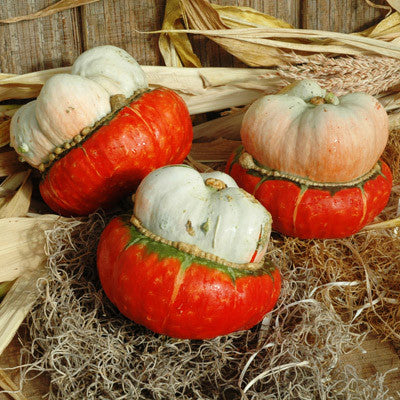 Gourd Mini Red Turban Seed Seeds