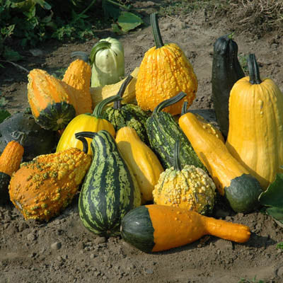 Gourd Lunch Lady Seed Seeds