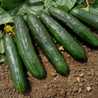 Cucumber Centella F1 Seed Seeds