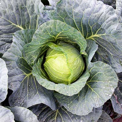 Cabbage Viceroy F1 Seed Seeds