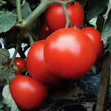 Tomato Primo Red F1