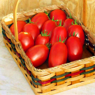 Tomato Mariana F1 Seed Seeds