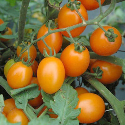 Tomato Lizziebelle F1 Seed Seeds