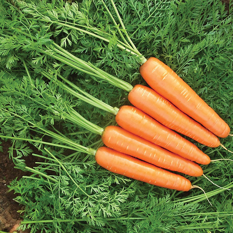 Carrot Goldfinger F1 Seed Seeds