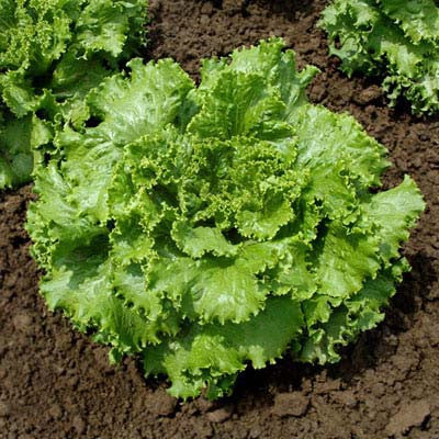Lettuce Oso Verde MTO Seed Seeds