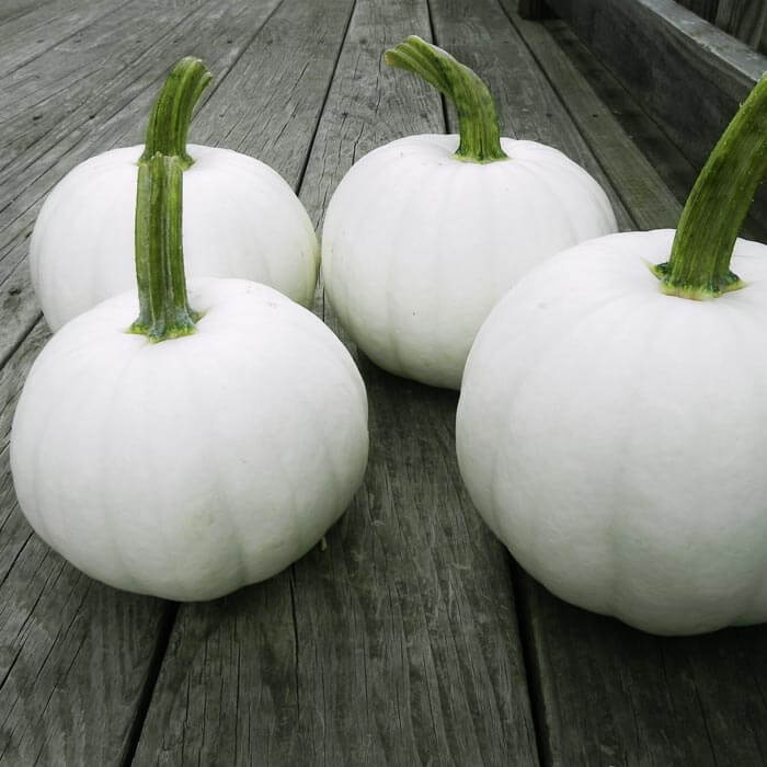 Pumpkin Blanco F1 Seed Seeds
