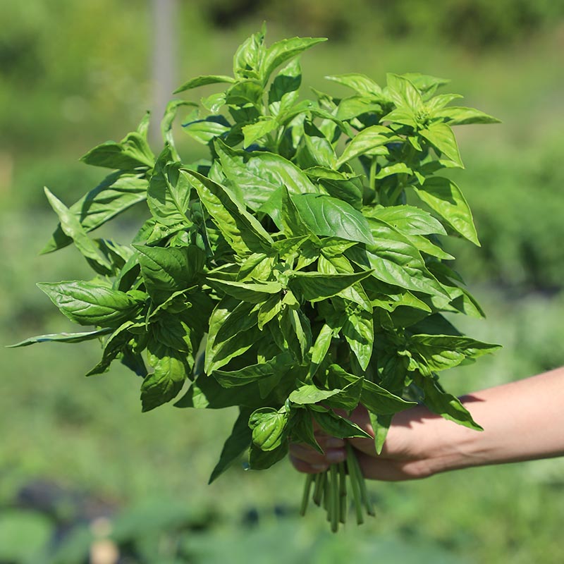 Basil Italian Large Leaf Seed Seeds