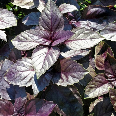 Basil Red Ruby Seed Seeds