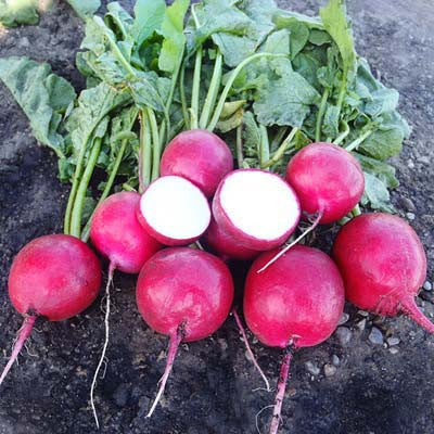 Radish Red Jewel F1 Seed Seeds