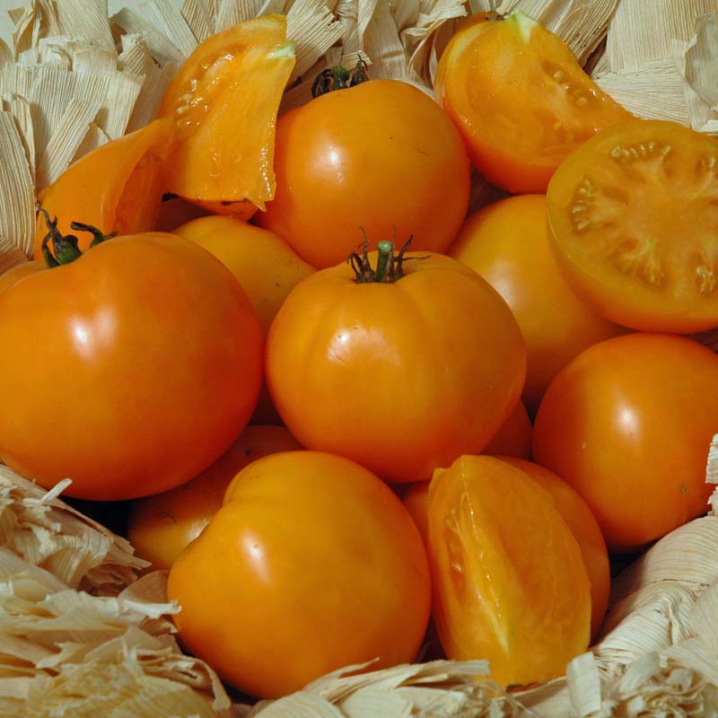 Tomato Chef's Choice Orange F1 Seed Seeds