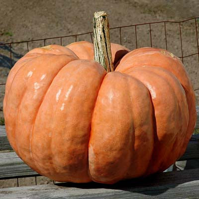 Pumpkin Indian Doll F1 Seed Seeds