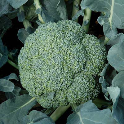 Broccoli Emerald Crown F1 Seed Seeds