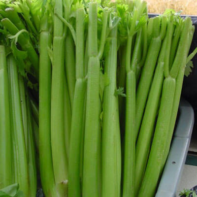 Celery Tall Utah 52/70R Improved Seed Seeds