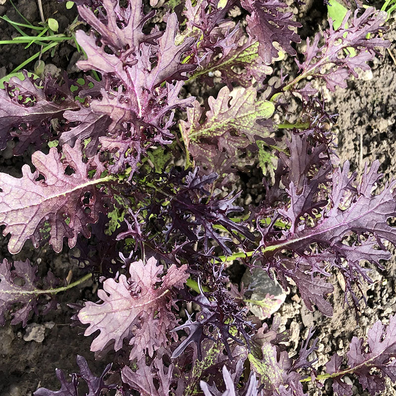 Mustard Scarlet Frill  Seed Seeds