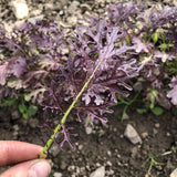 Mustard Scarlet Frill  Seed