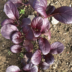 Pak Choi Purple BV950 Seed