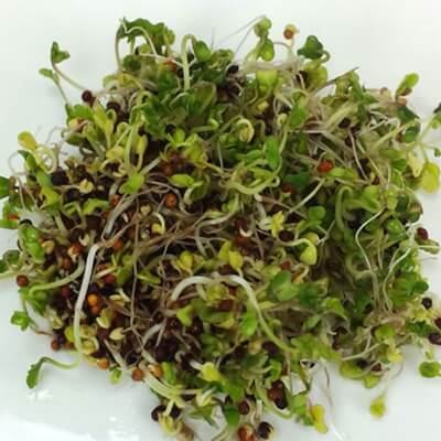 Broccoli Sprouts Organic Seeds Seeds