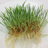 Wheat Sprouts Organic Seeds