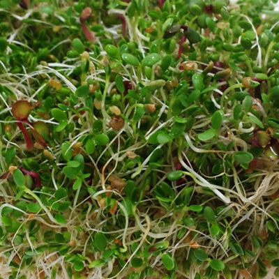 Spicy Mix Sprouts Organic Seeds Seeds
