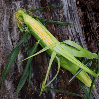 Sweet Corn Cumberland F1 Seed Seeds